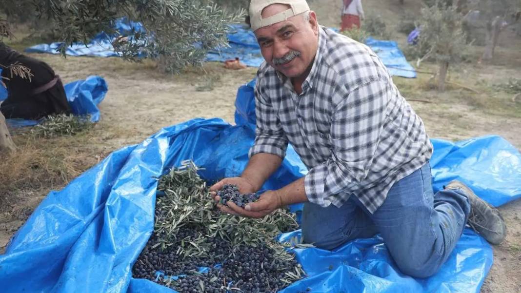 Hatay’da Kuraklık Zeytinyağı Piyasasını Altüst Etti! 4